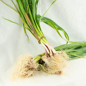 MANOJO DE AJETES TIERNOS