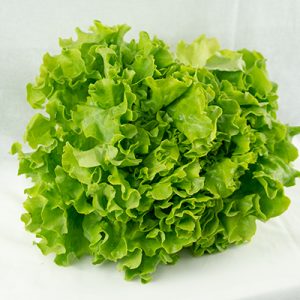 LECHUGA BATAVIA